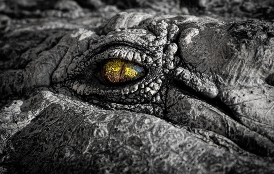 Crocodile Close-up